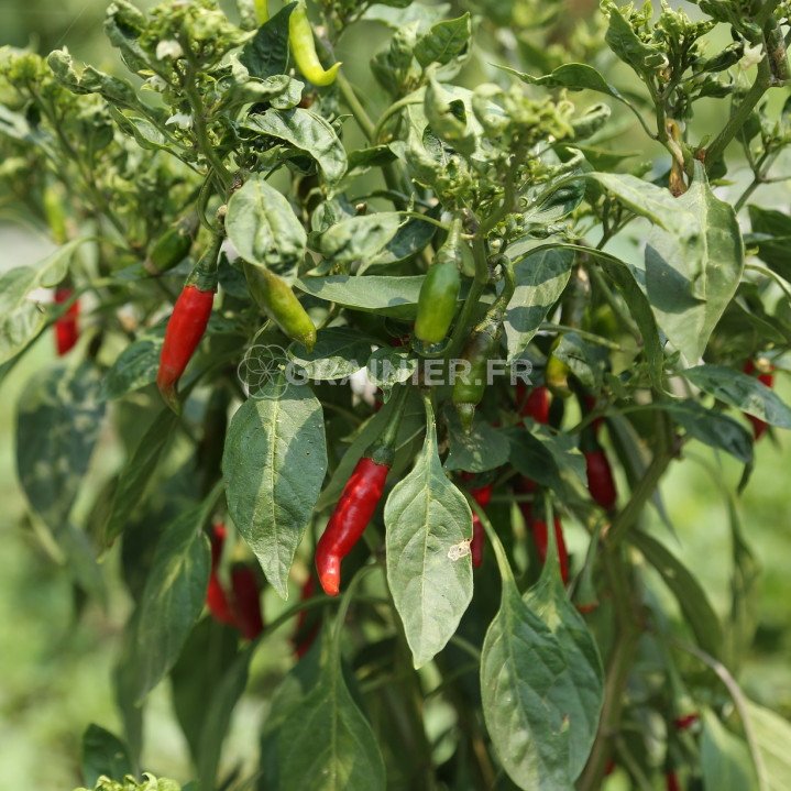25 Graines De Courgette Goldena L&eacute;gumes Jardins Potager M&eacute;thode BIO