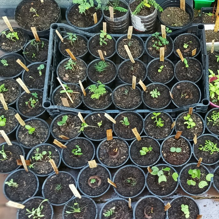 Semis 11-06-2022